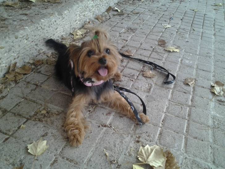 kiara - Yorkshire Terrier (2 ans)