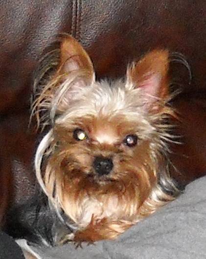 Marley - Yorkshire Terrier (3 ans)
