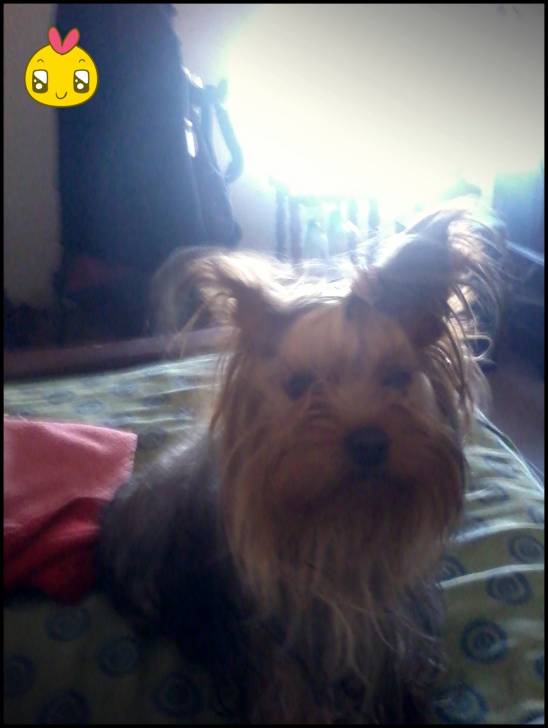 Mia - Yorkshire Terrier (1 an)