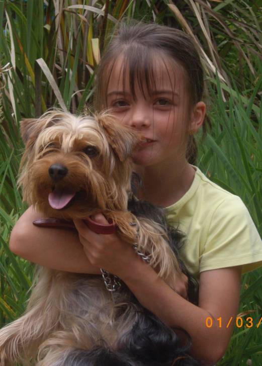 Cooky - Yorkshire Terrier Mâle (2 ans)