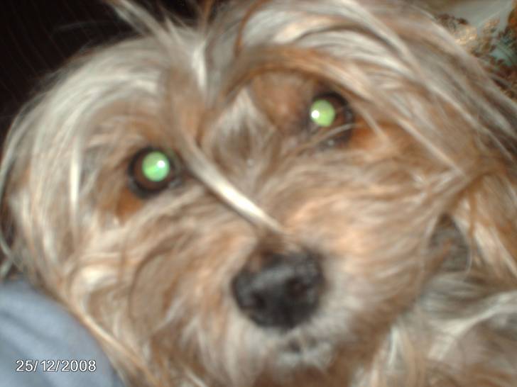 tina - Yorkshire Terrier (10 ans)