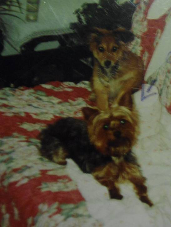 KIM (detto Pippo)e Laika - Yorkshire Terrier Mâle (10 ans)