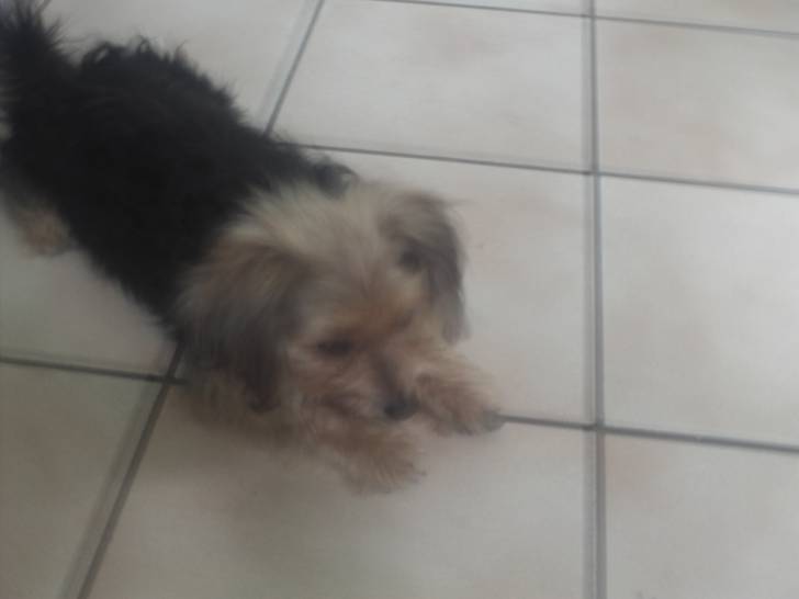 roxan - Yorkshire Terrier Mâle (7 ans)