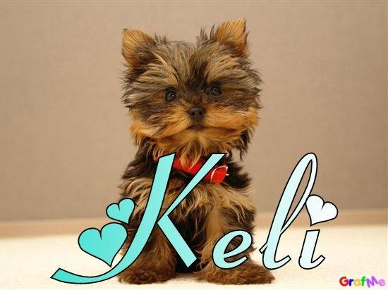 Keli - Yorkshire Terrier (2 ans)