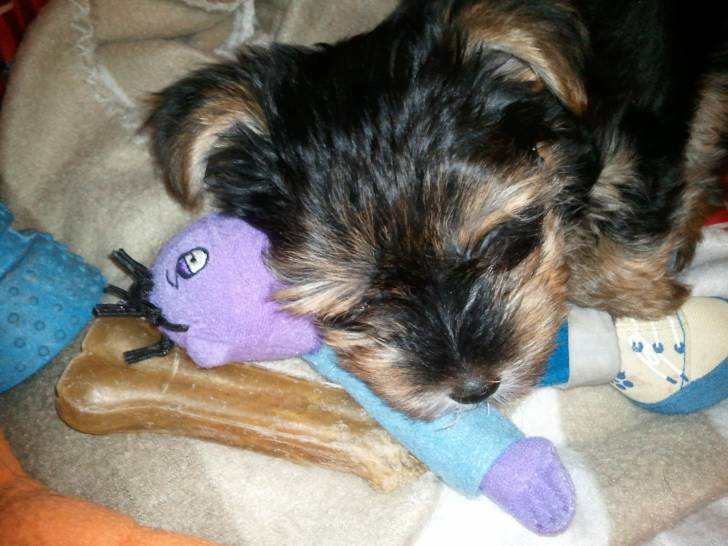 Rocky - Yorkshire Terrier Mâle (5 mois)