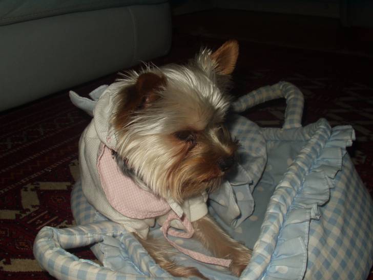 Saphyr - Yorkshire Terrier Mâle (3 ans)