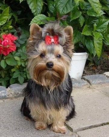 Chiquitín - Yorkshire Terrier (11 mois)