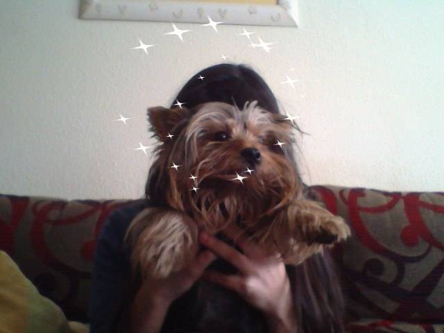 yacko - Yorkshire Terrier Mâle (3 ans)