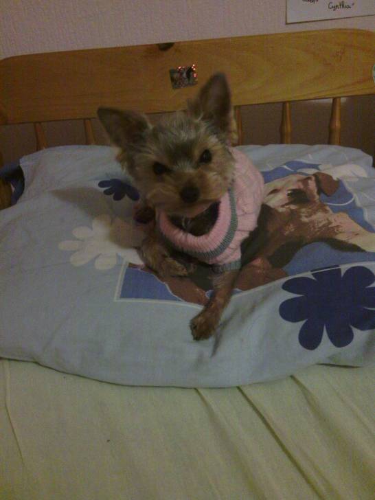 Holly - Yorkshire Terrier (1 an)