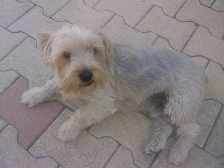 nemo - Yorkshire Terrier Mâle (4 ans)
