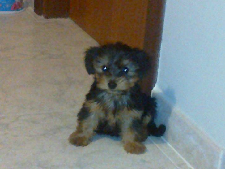 Bell - Yorkshire Terrier (1 an)