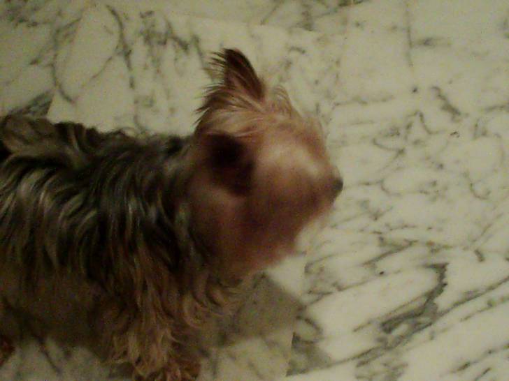 Flower - Yorkshire Terrier (10 ans)