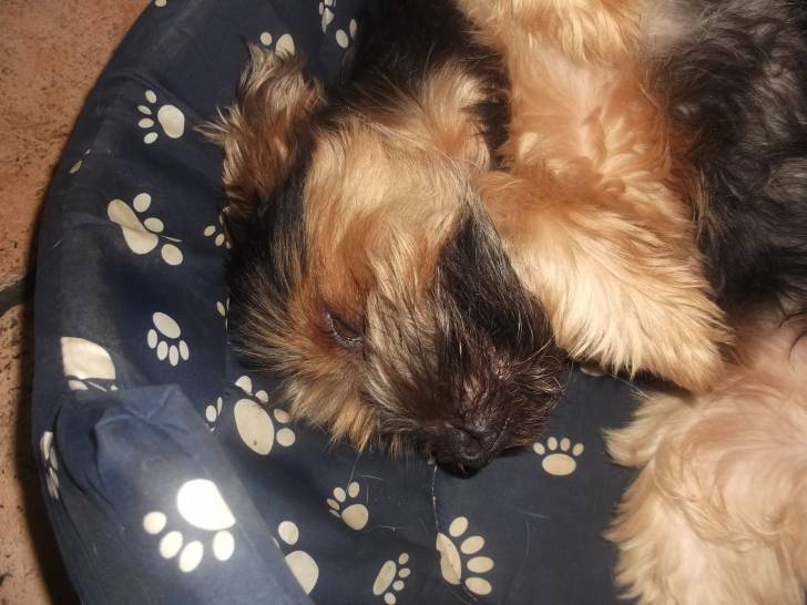 Kima & Leo - Yorkshire Terrier