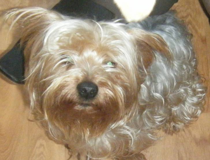 Alfie - Yorkshire Terrier Mâle (3 ans)