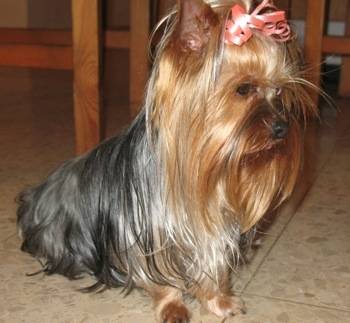 sol - Yorkshire Terrier (2 ans)