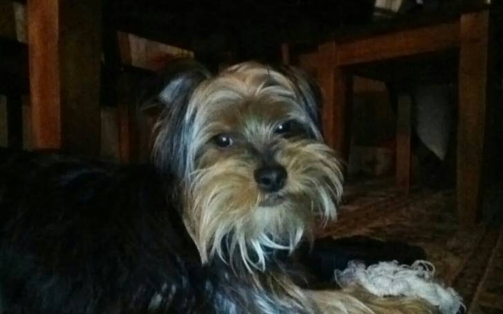 Rico - Yorkshire Terrier Mâle (1 an)