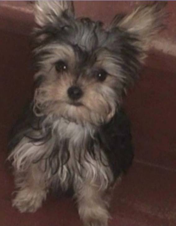 Isis - Yorkshire Terrier (5 mois)