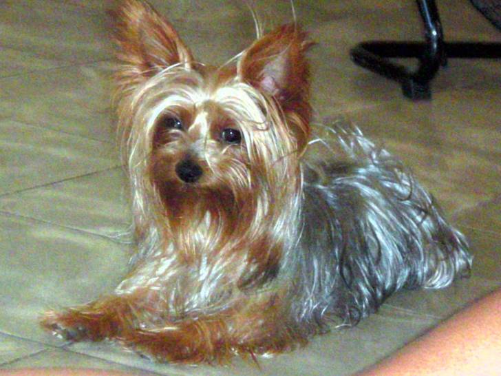 mi pequeño jonny - Yorkshire Terrier Mâle (2 ans)