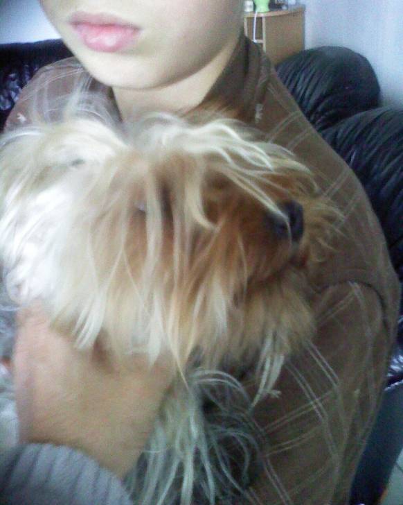 roky - Yorkshire Terrier Mâle (2 ans)