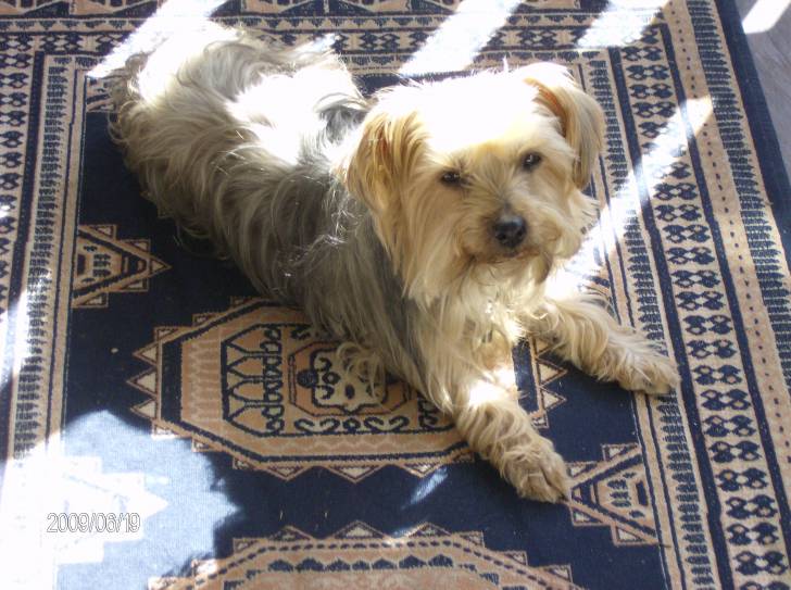 patsy - Yorkshire Terrier (10 ans)