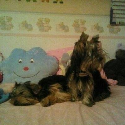 Lily - Yorkshire Terrier (11 mois)