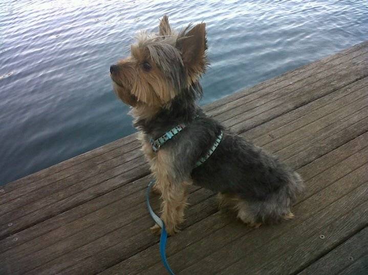 yacko - Yorkshire Terrier Mâle (3 ans)