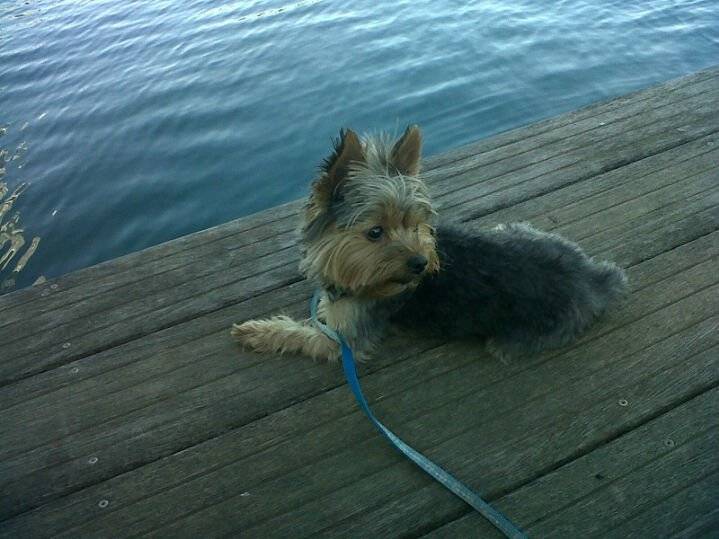 yacko - Yorkshire Terrier Mâle (3 ans)
