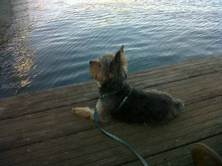yacko - Yorkshire Terrier Mâle (3 ans)