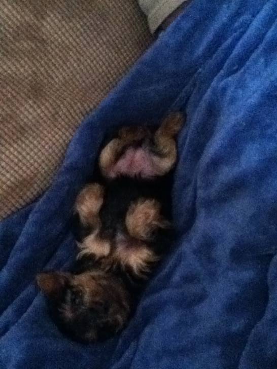 Violit May - Yorkshire Terrier (3 mois)