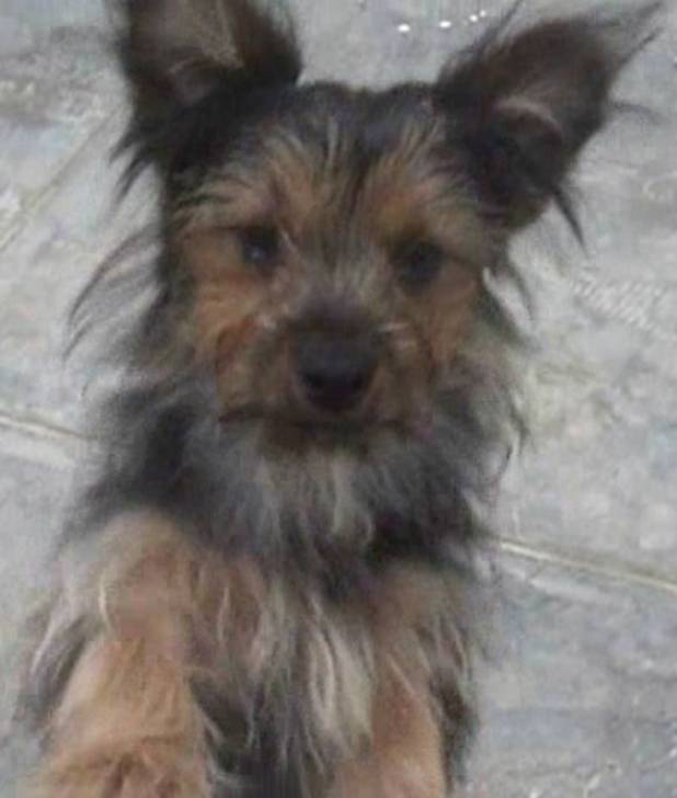 Tai - Yorkshire Terrier Mâle