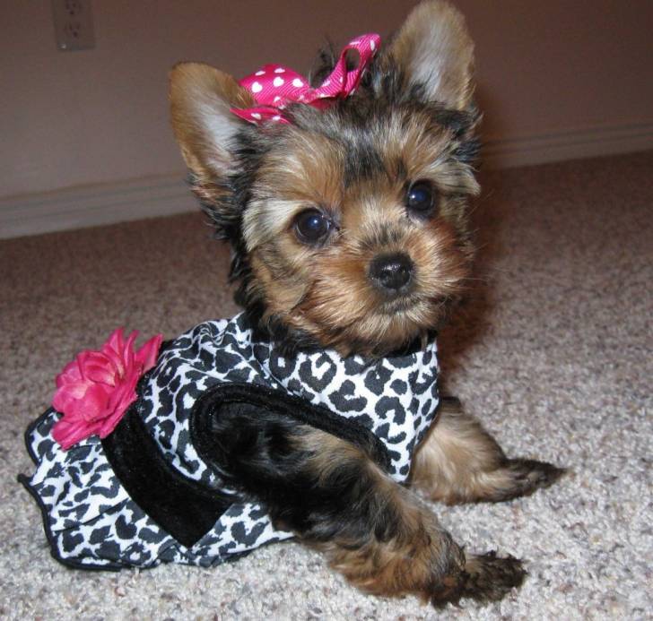 Stacy - Yorkshire Terrier (6 mois)