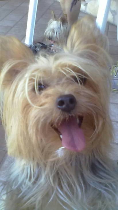 penny - Yorkshire Terrier (3 ans)