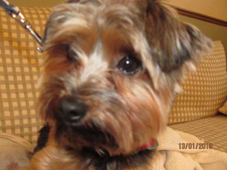 Lucky - Yorkshire Terrier Mâle (2 ans)