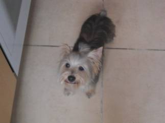Nika - Yorkshire Terrier (2 ans)