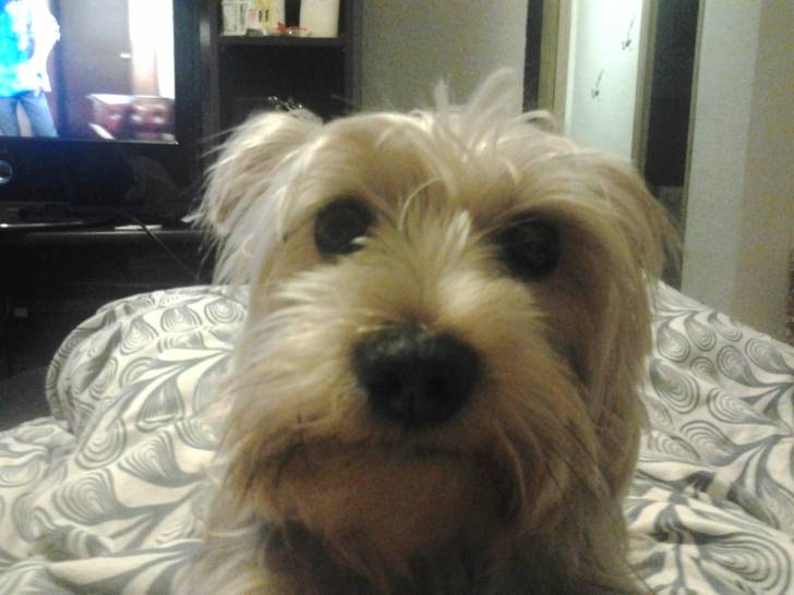 Nika - Yorkshire Terrier (2 ans)