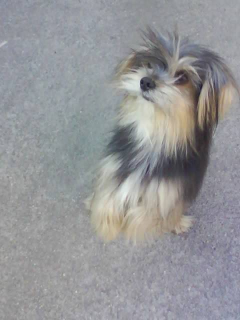 romeo - Yorkshire Terrier Mâle (7 ans)