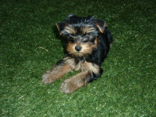 casper - Yorkshire Terrier Mâle (1 an)