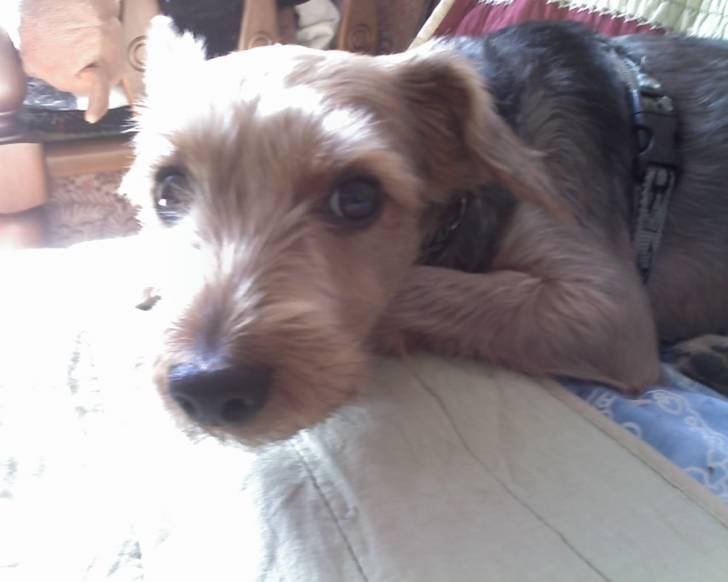 Toy - Yorkshire Terrier Mâle (7 ans)