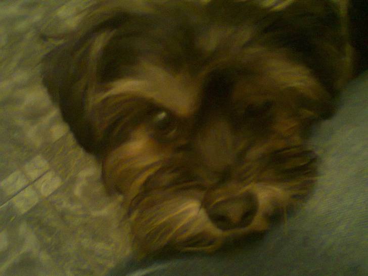 hansel - Yorkshire Terrier Mâle (4 ans)