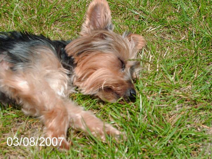 odra - Yorkshire Terrier (10 ans)