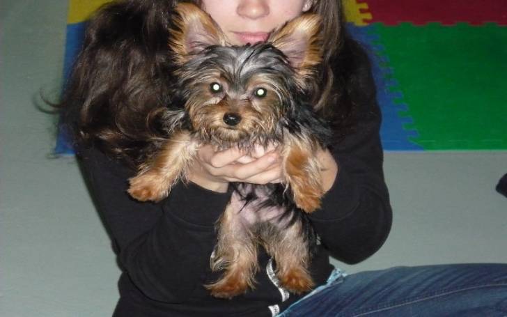 ozzy - Yorkshire Terrier Mâle (5 mois)