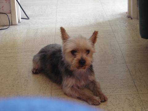 TAMPETTE - Yorkshire Terrier Mâle (6 ans)