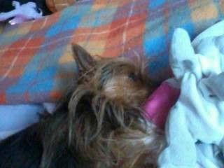 Emy - Yorkshire Terrier (2 ans)