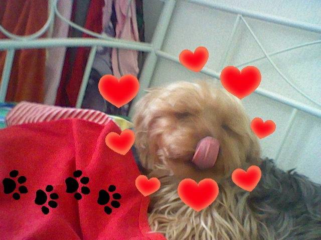 riki - Yorkshire Terrier Mâle (4 ans)