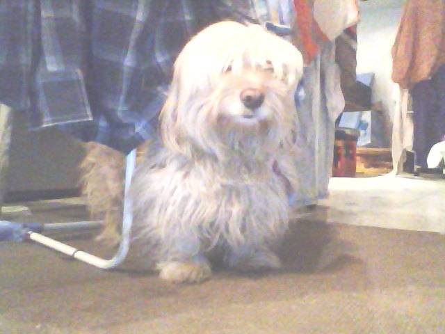 Marita - Yorkshire Terrier (4 ans)