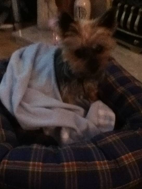 sam - Yorkshire Terrier Mâle
