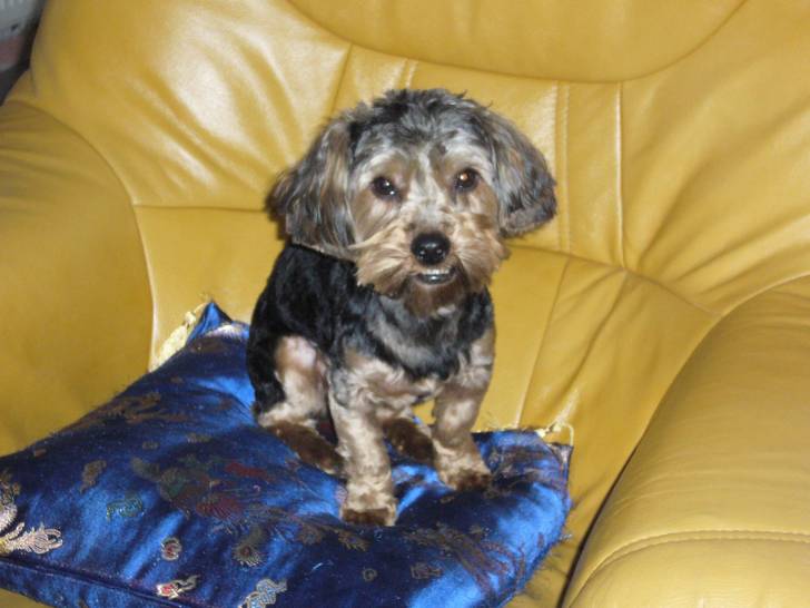 kiki - Yorkshire Terrier Mâle (1 an)