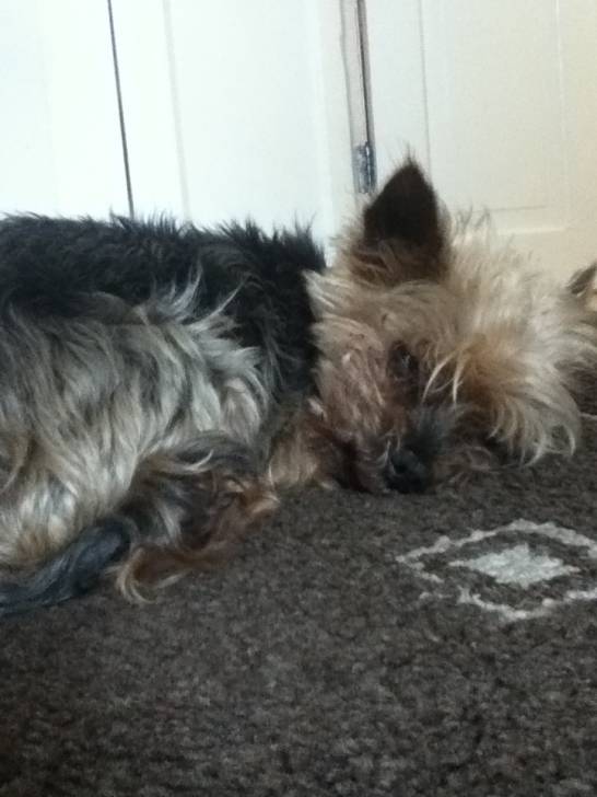 sam - Yorkshire Terrier Mâle