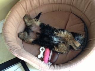 Teddy - Yorkshire Terrier Mâle (4 mois)