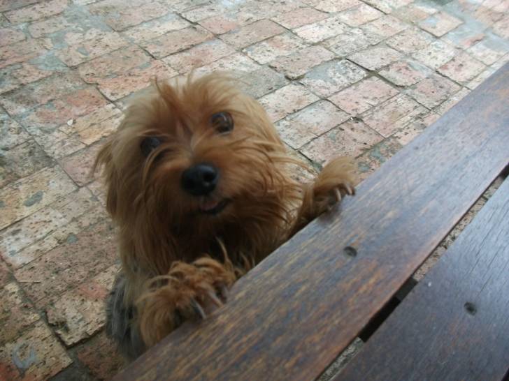Pixy - Yorkshire Terrier (6 ans)